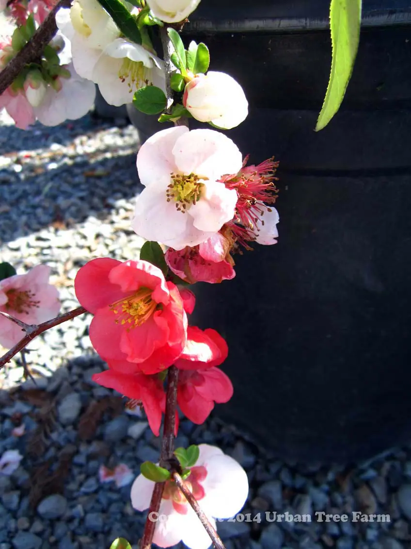 Chaenomeles Toyo Nishiki c