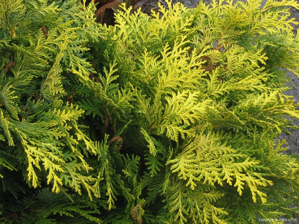 Chamaecyparis lawsoniana 'Golden King' | Urban Tree Farm Nursery