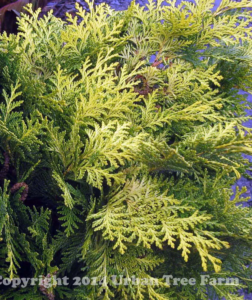 Chamaecyparis lawsoniana Golden King b