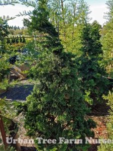 Chamaecyparis Obtusa Compacta Urban Tree Farm Nursery