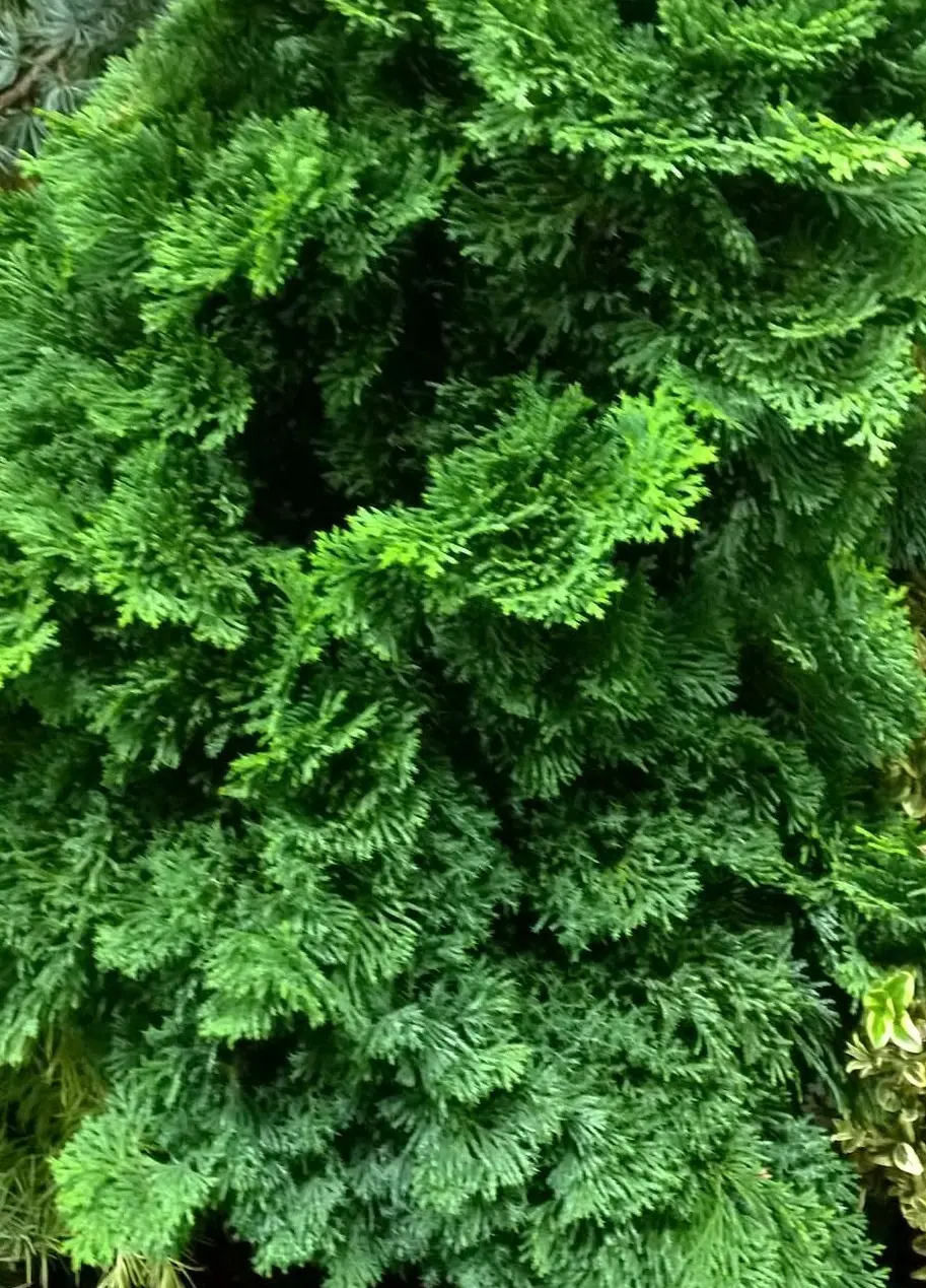 Chamaecyparis obtusa Split Rock