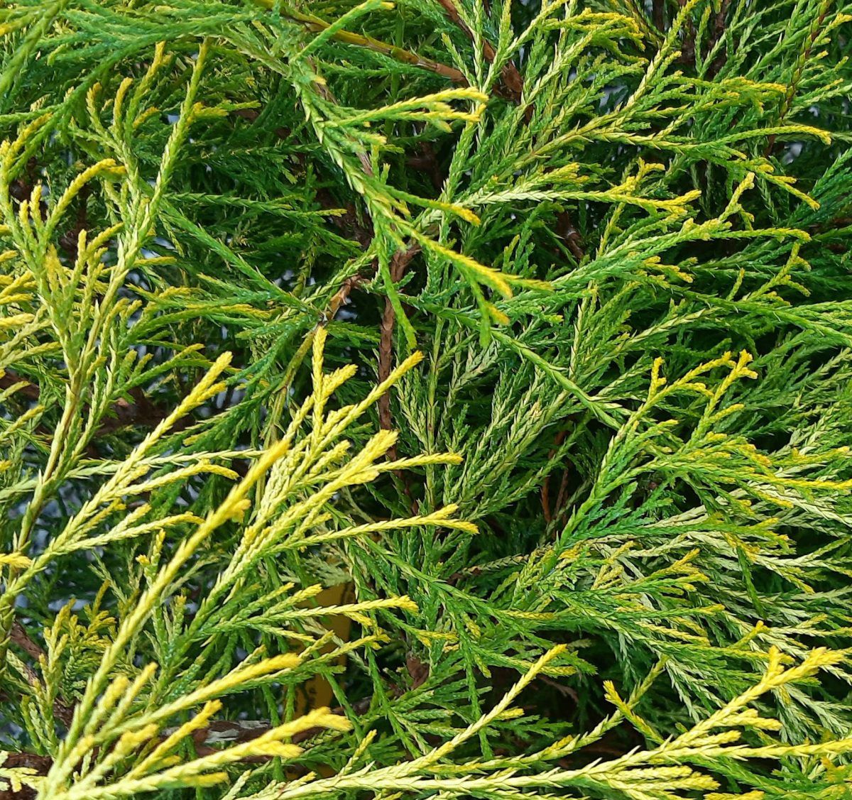 Chamaecyparis pisifera Golden Mops c