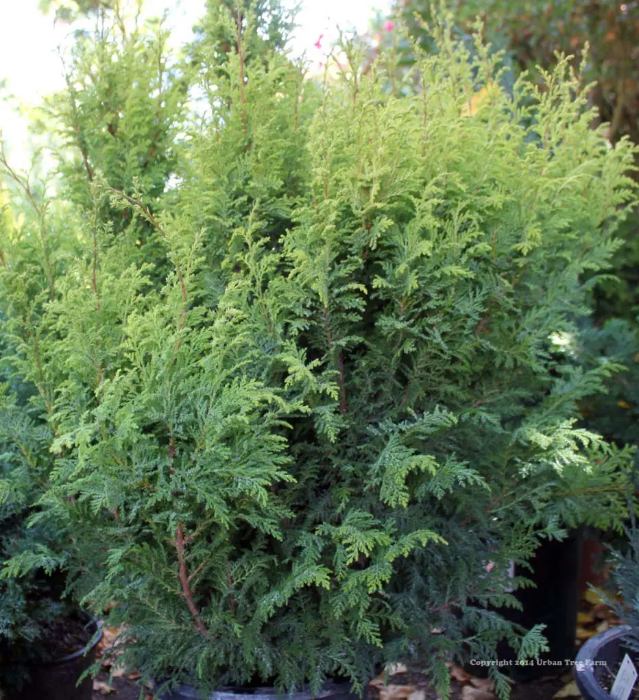 Chamaecyparis pisifera Tea Garden a