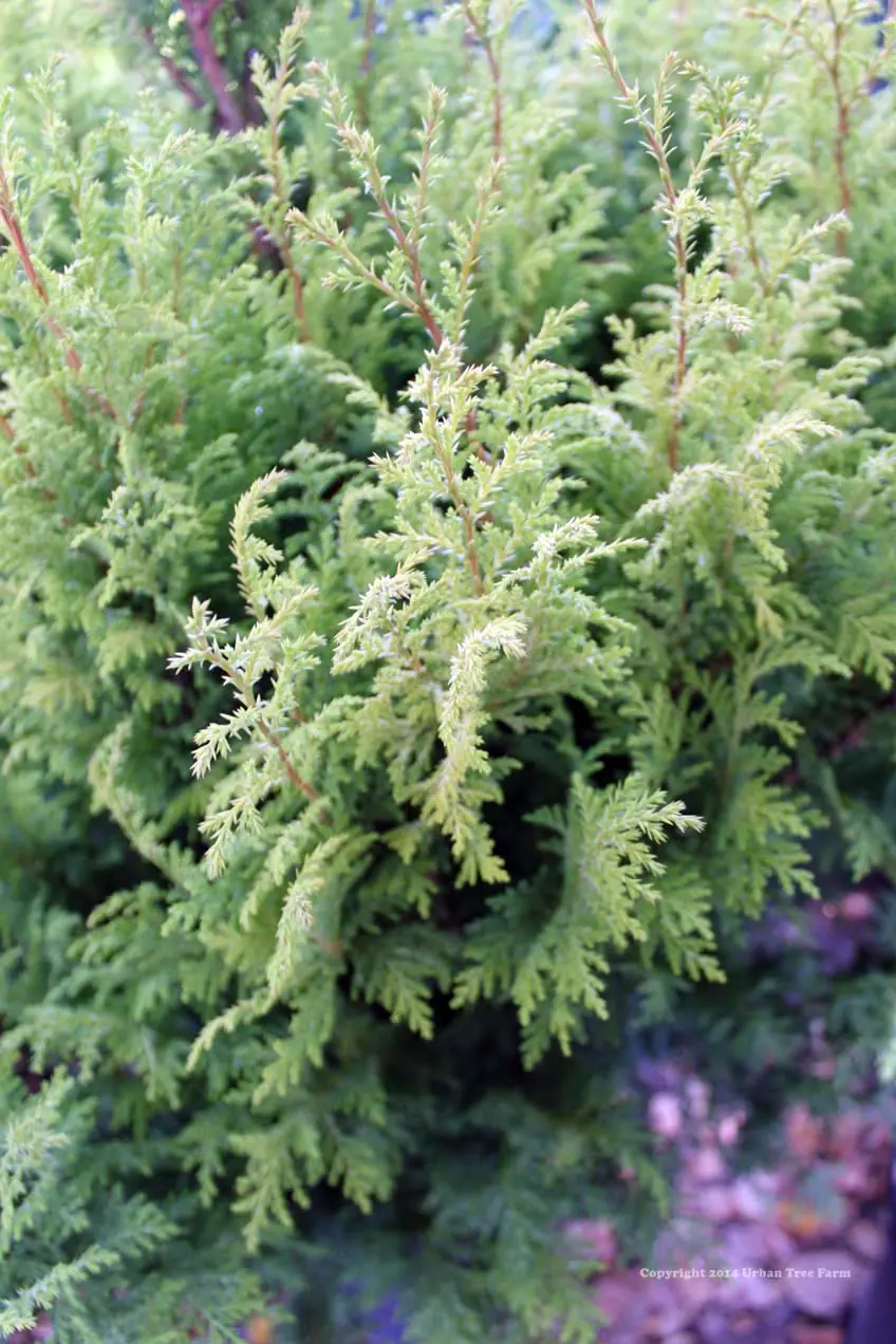 Chamaecyparis pisifera Tea Garden b