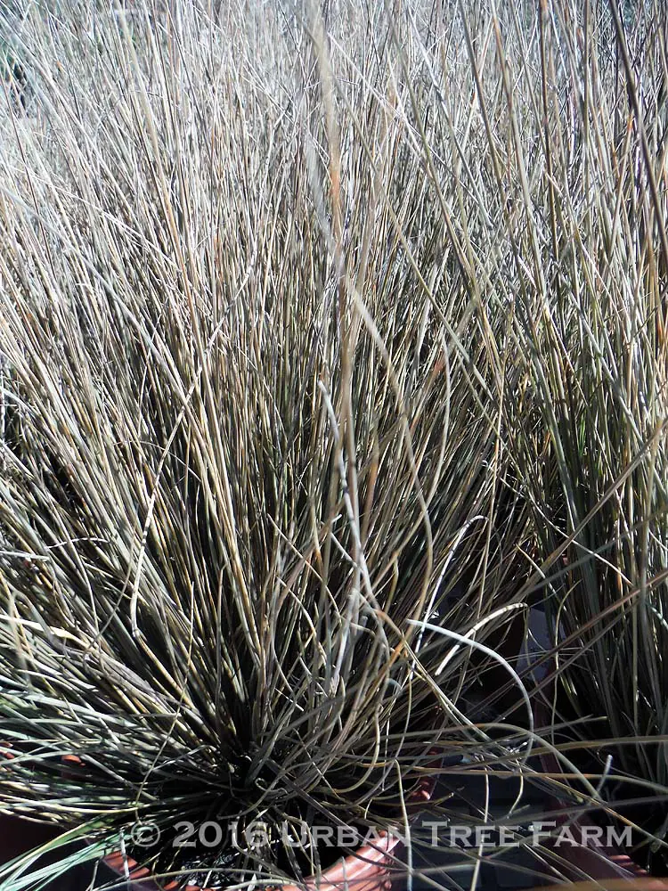 Chionochloa rubra