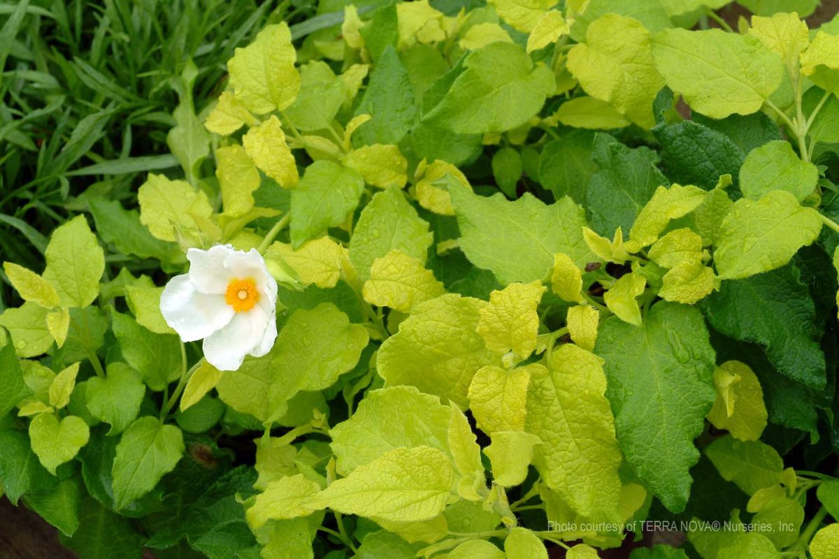 Cistus hybridus McGuires Gold a