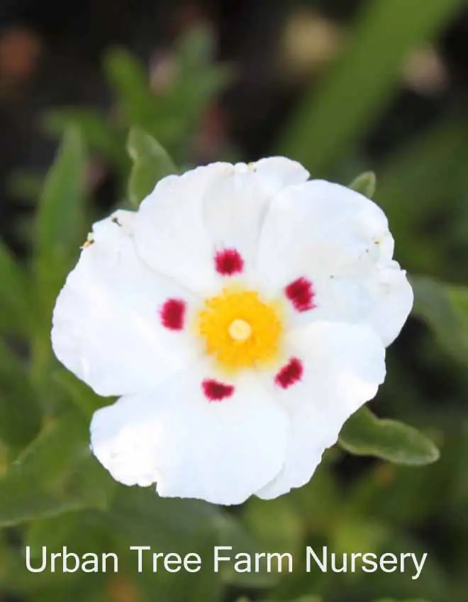 Cistus ladanifer f