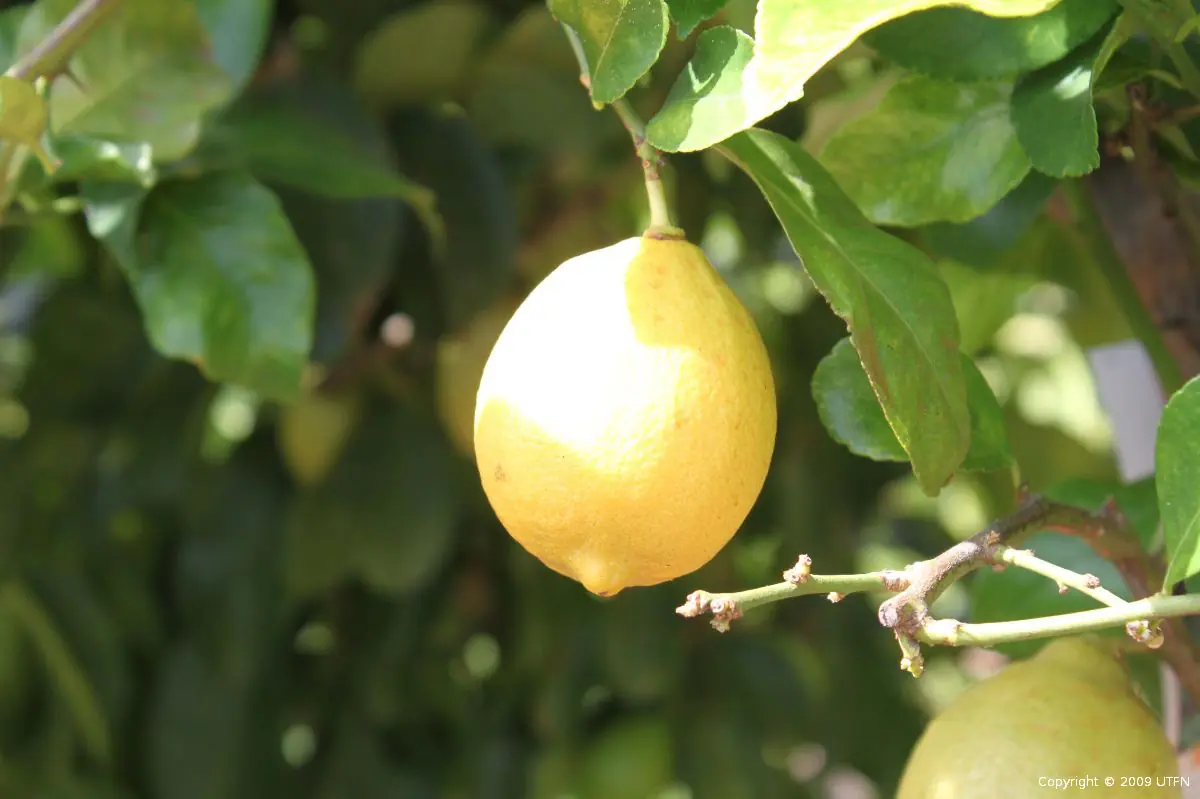 Citrus Lemon Eureka a