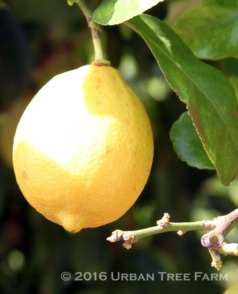 Citrus Lemon Eureka b