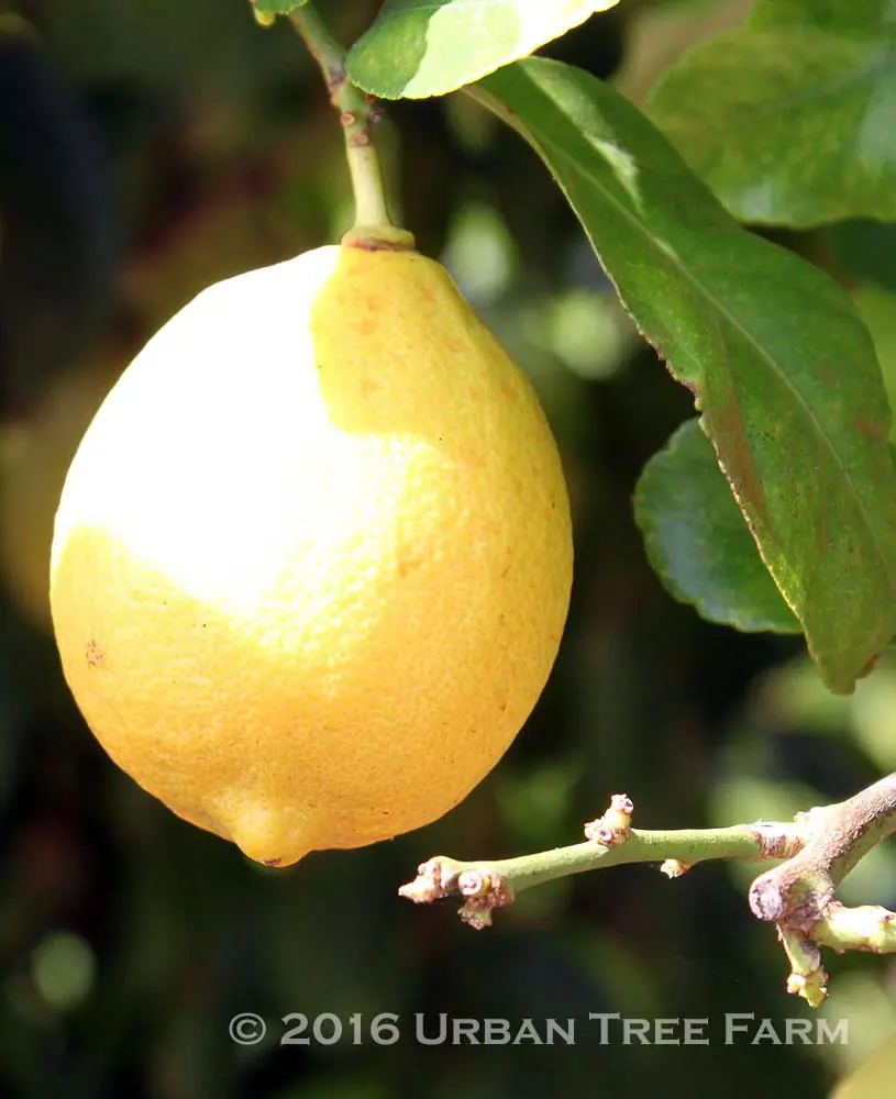 Citrus Lemon Eureka e