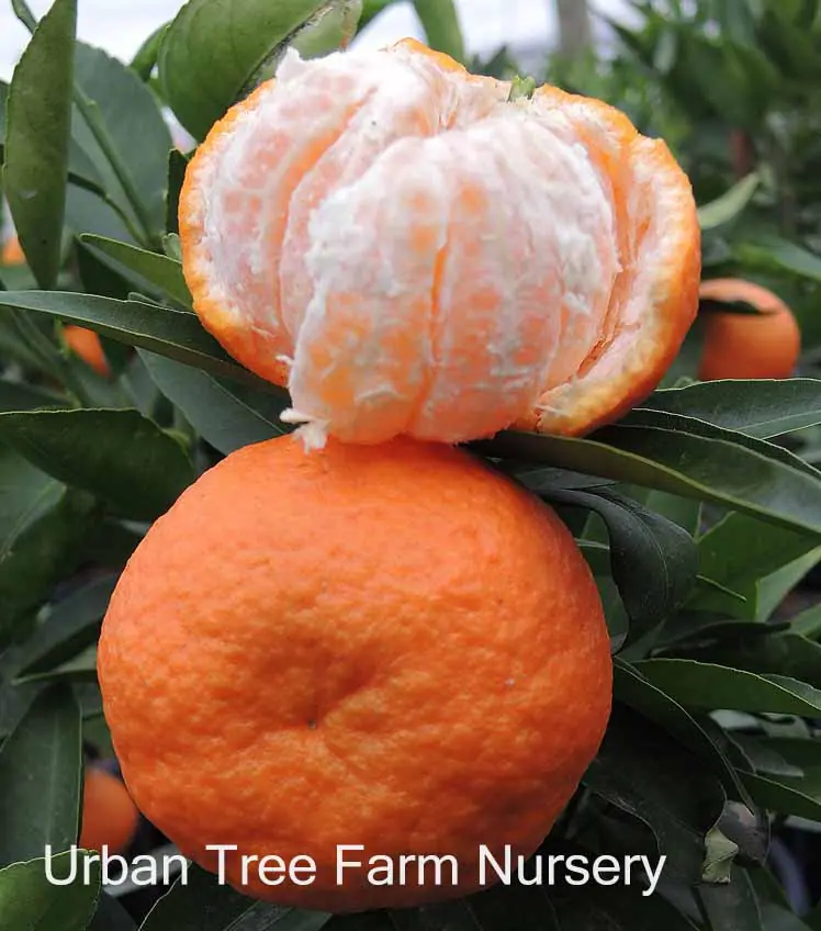 Citrus Mandarin Clementine b