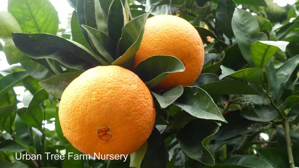 Citrus Orange Washington TRELLIS b