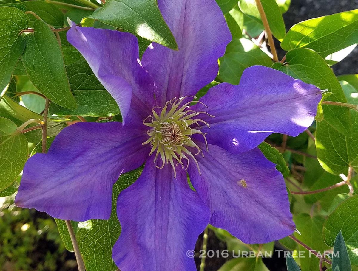 Clematis Ascotiensis