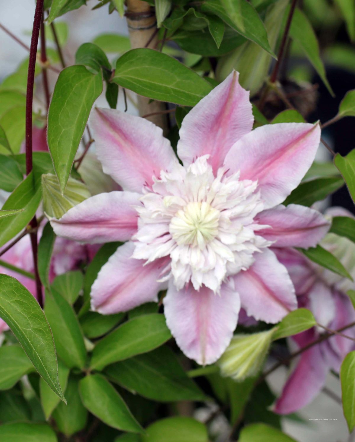 Clematis Josephine c scaled