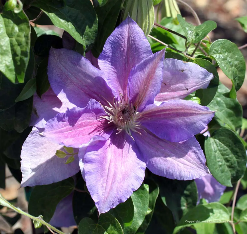 Clematis King Edward VII