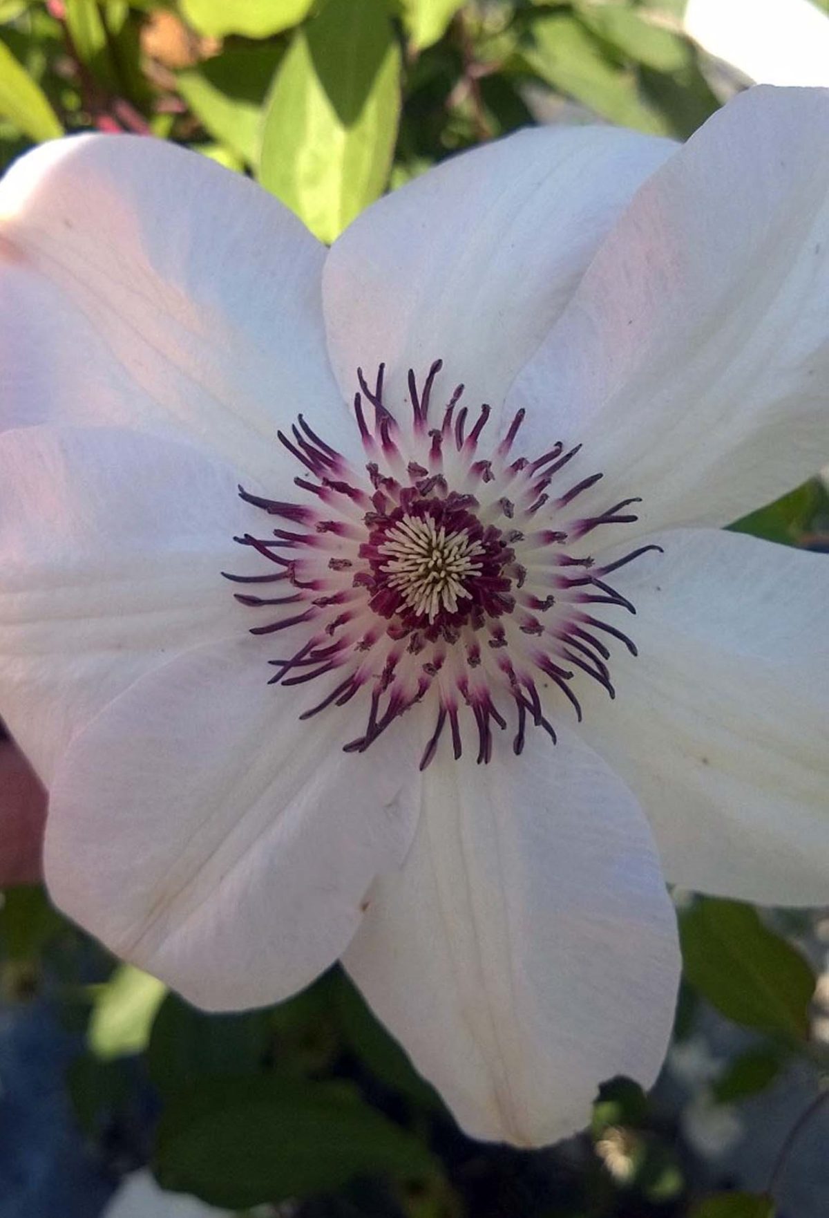 Clematis Miss Bateman a