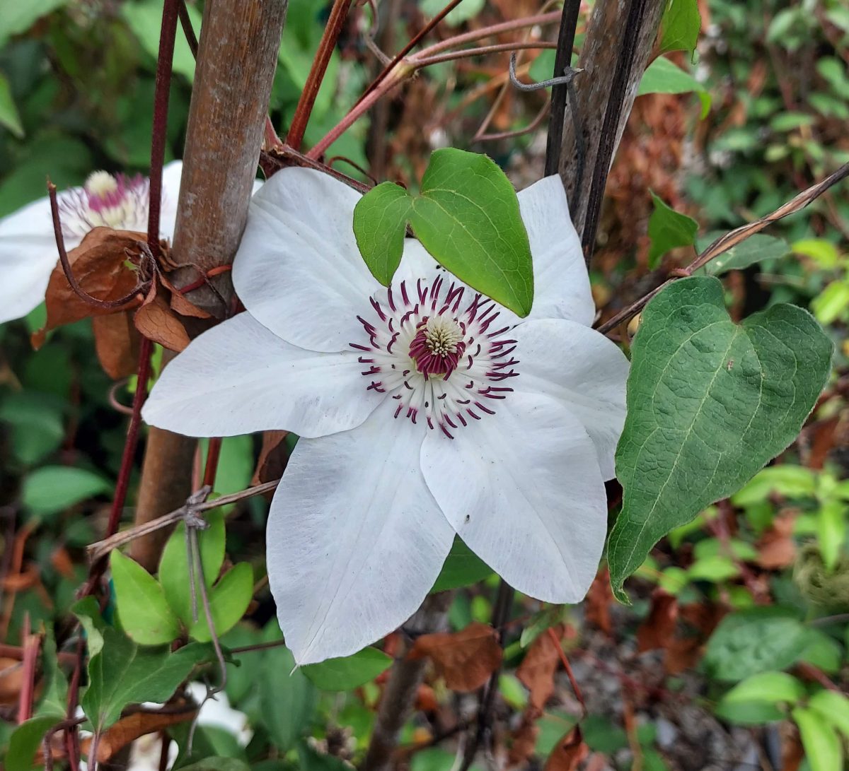 Clematis Miss Bateman c scaled