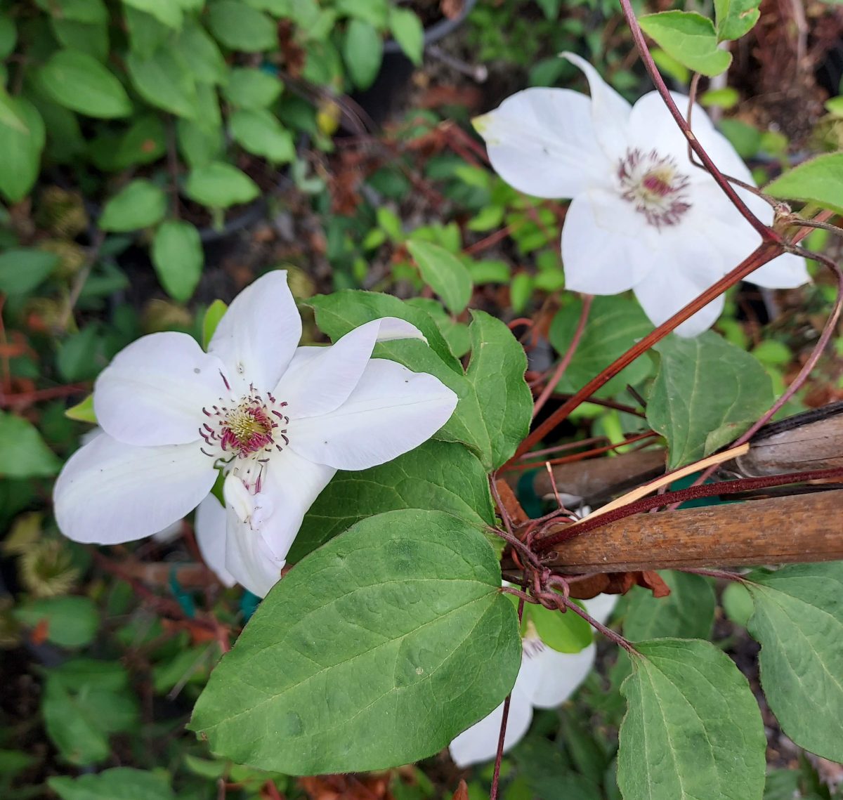 Clematis Miss Bateman d scaled