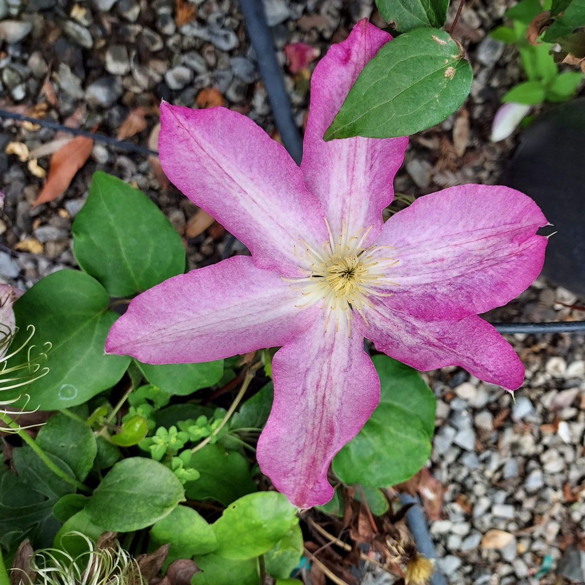 Clematis Nelly Moser a scaled