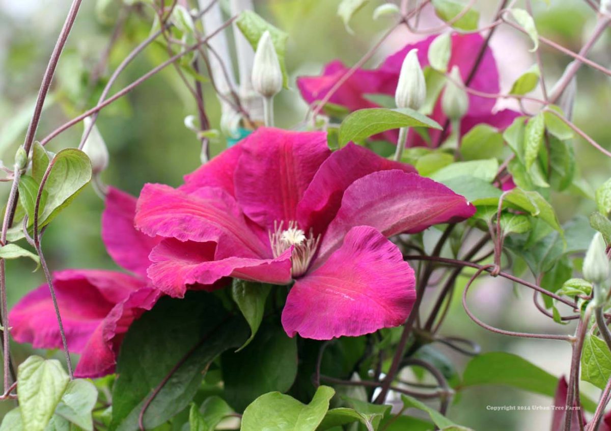 Clematis Rouge Cardinal a