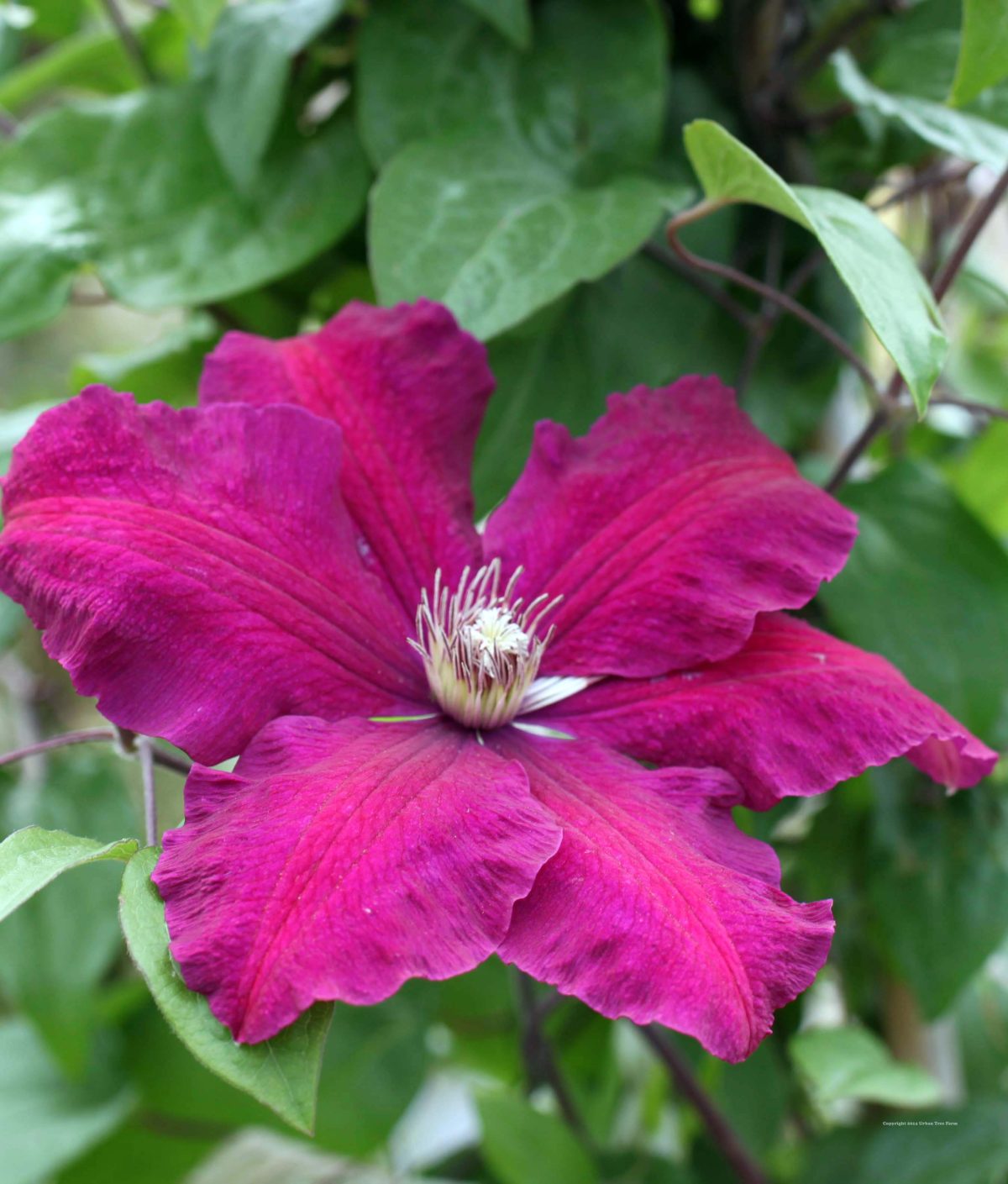 Clematis Rouge Cardinal b scaled