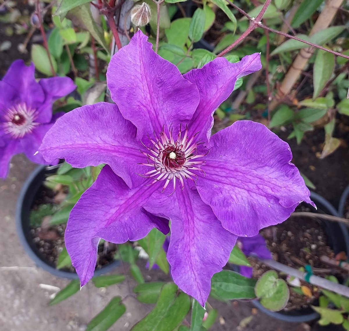 Clematis The President a scaled