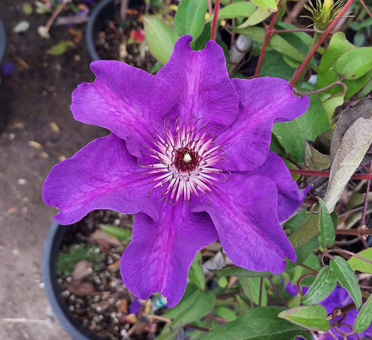 Clematis The President b scaled