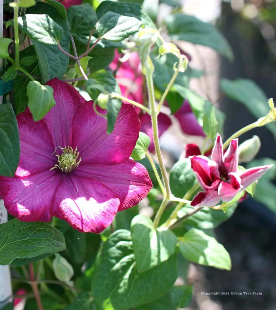 Clematis Ville de Lyon a