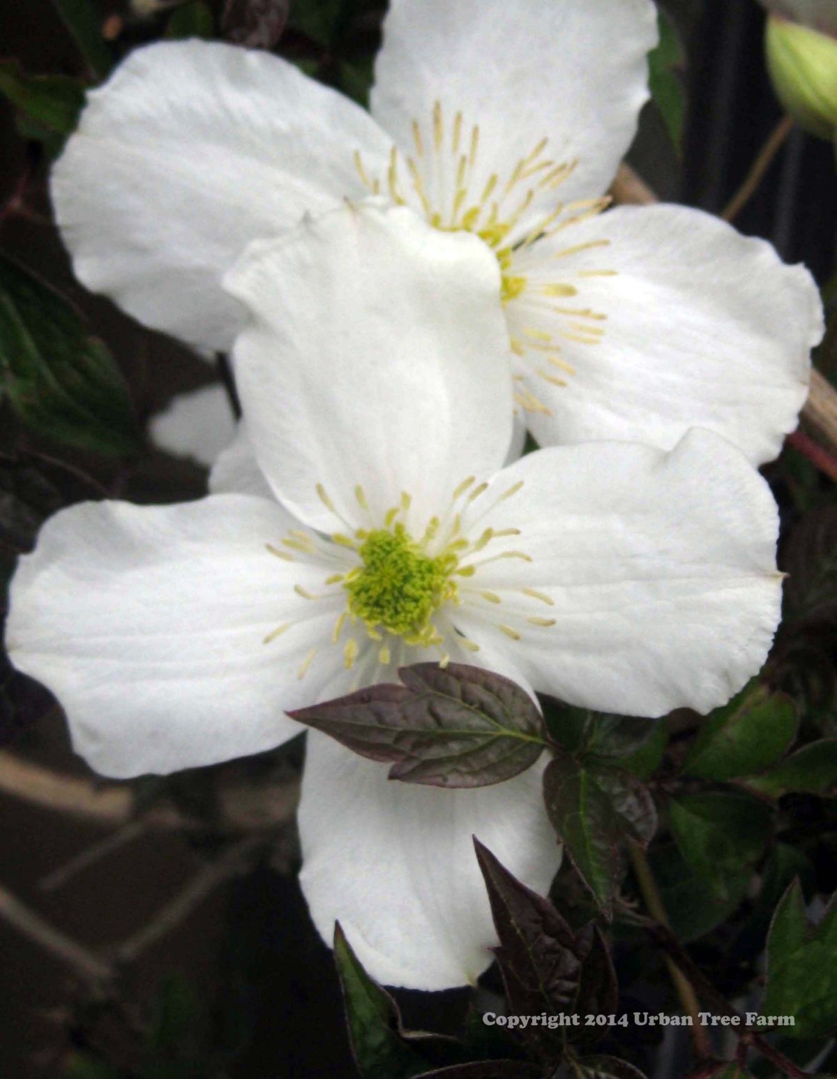 Clematis chrysocoma Sericea scaled