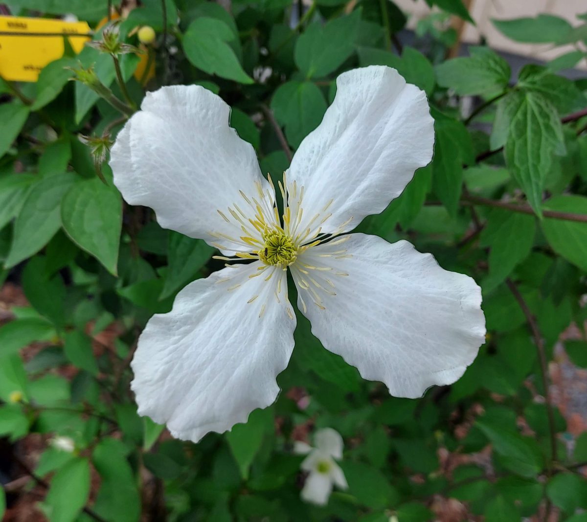 Clematis montana forma grandiflora a