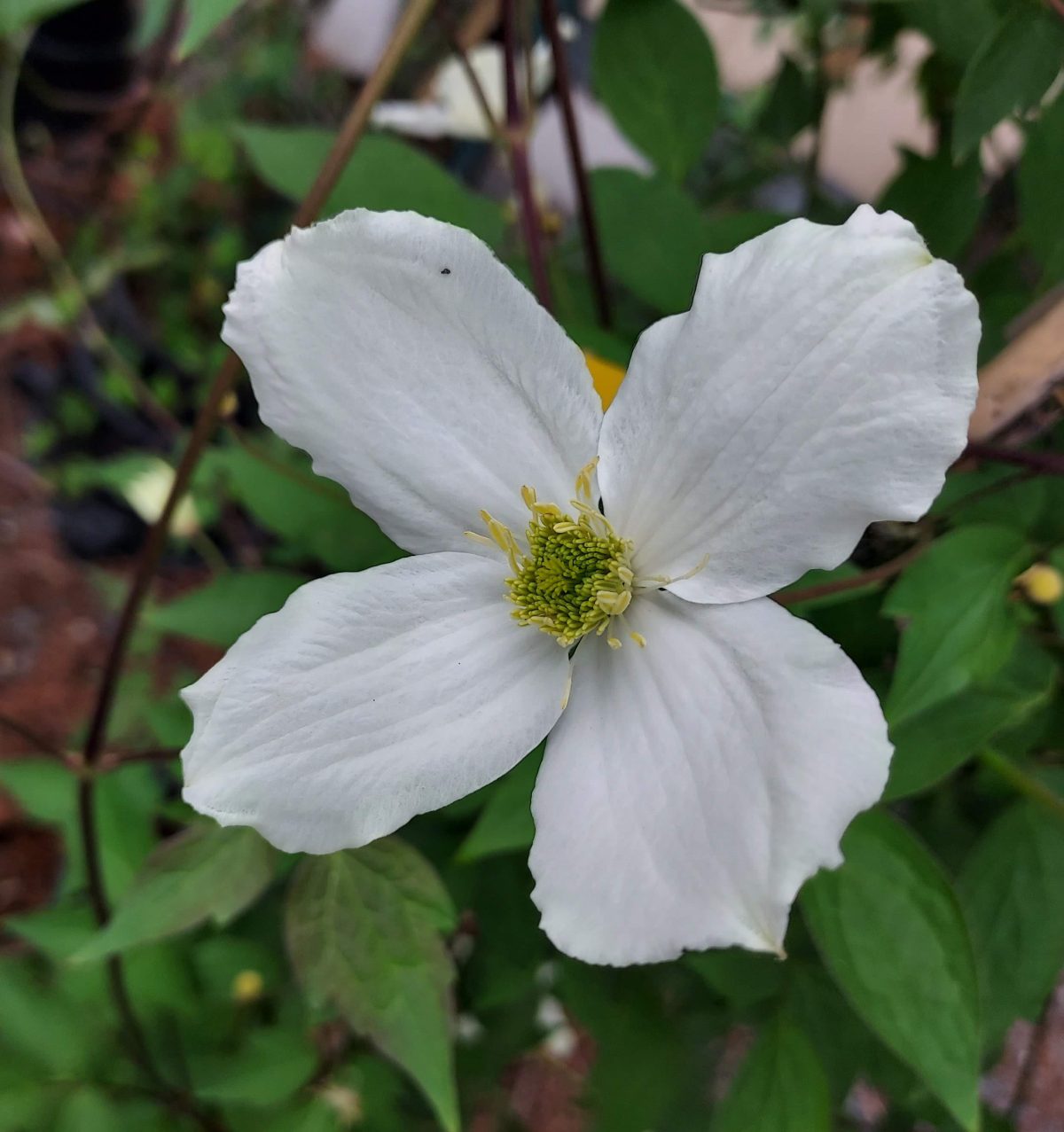 Clematis montana forma grandiflora b scaled