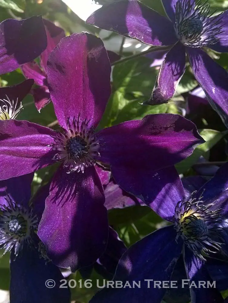 Clematis viticella Victor Hugo