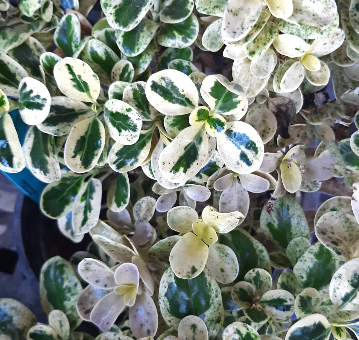 Coprosma repens Marble Queen a