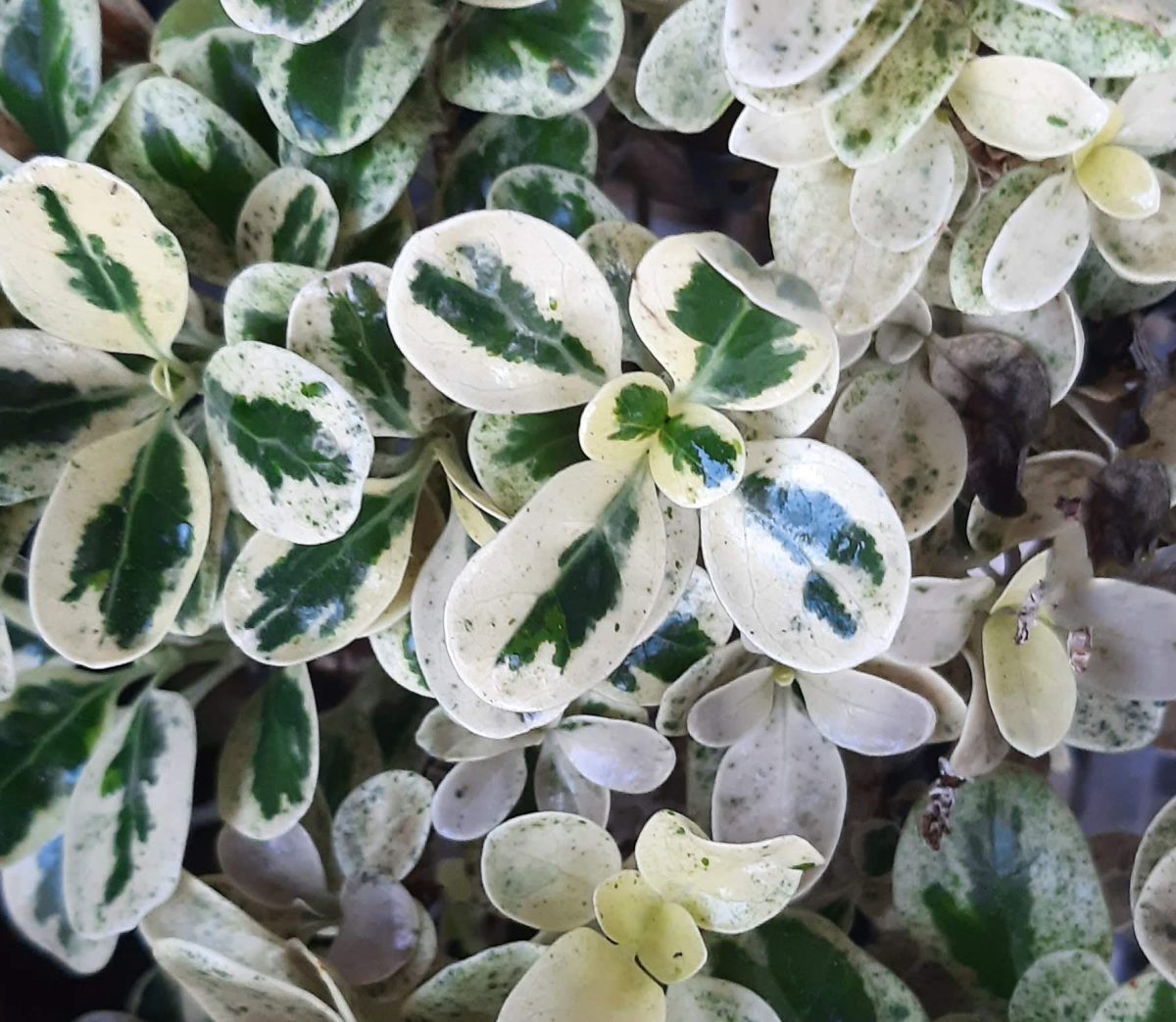 Coprosma repens Marble Queen b
