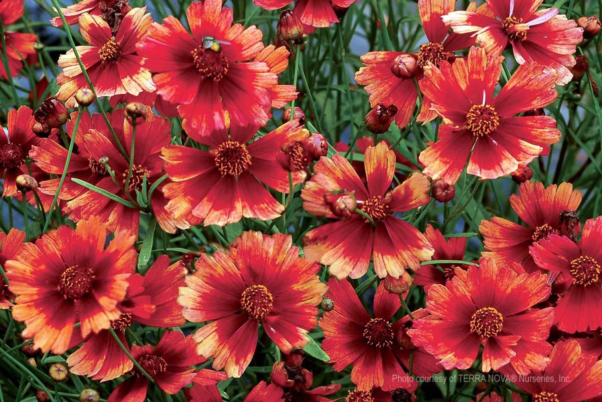 Coreopsis Desert Coral a