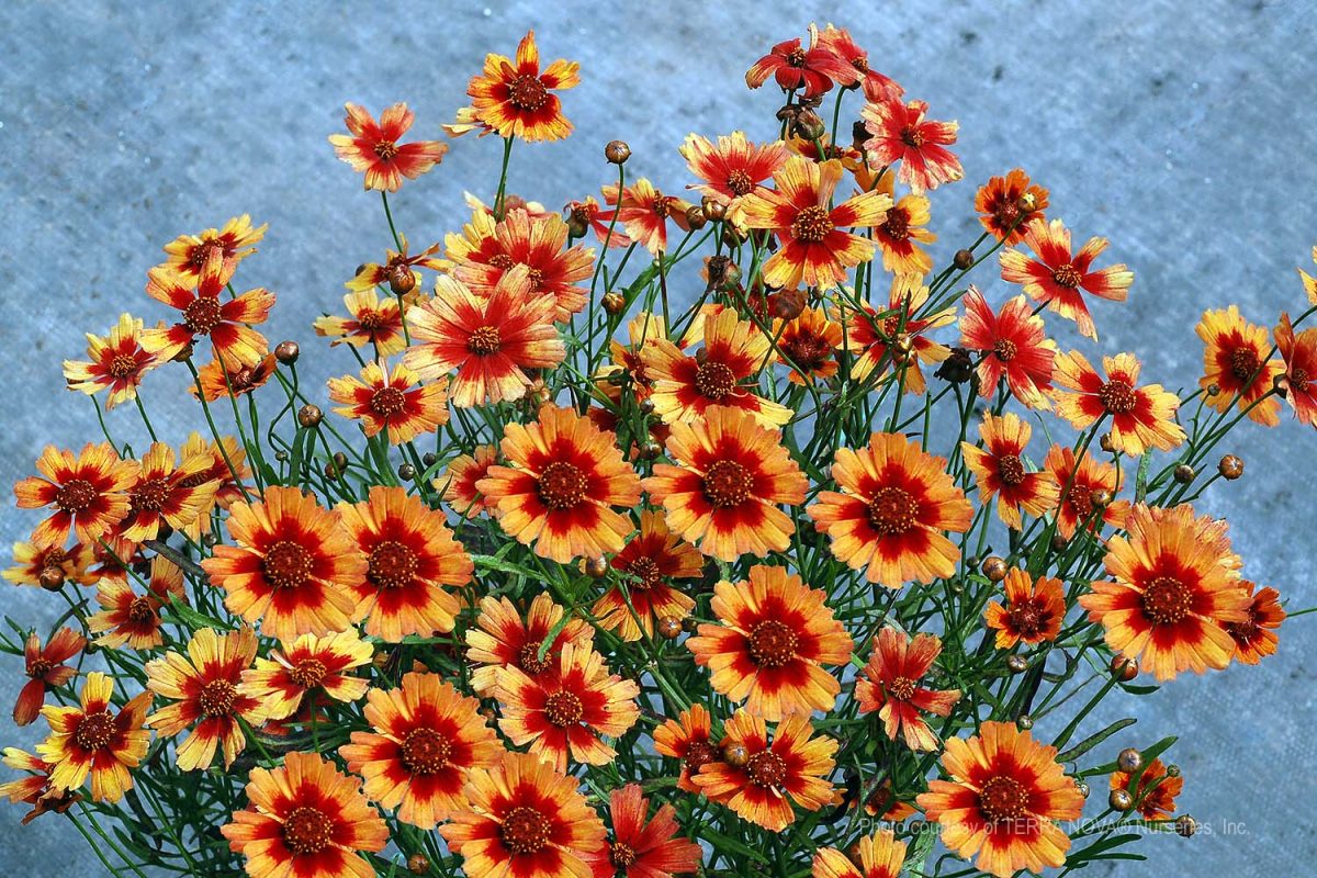 Coreopsis Desert Coral b