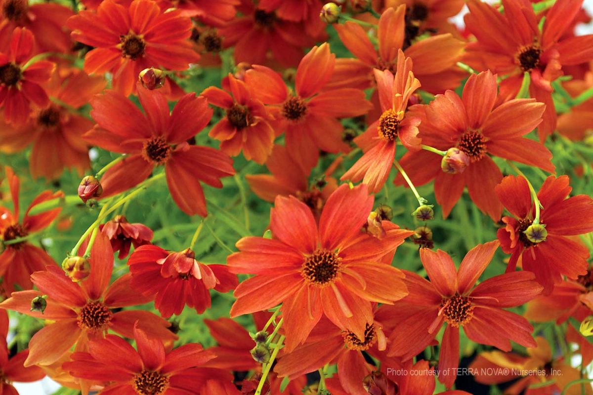 Coreopsis Tropical Lemonade b