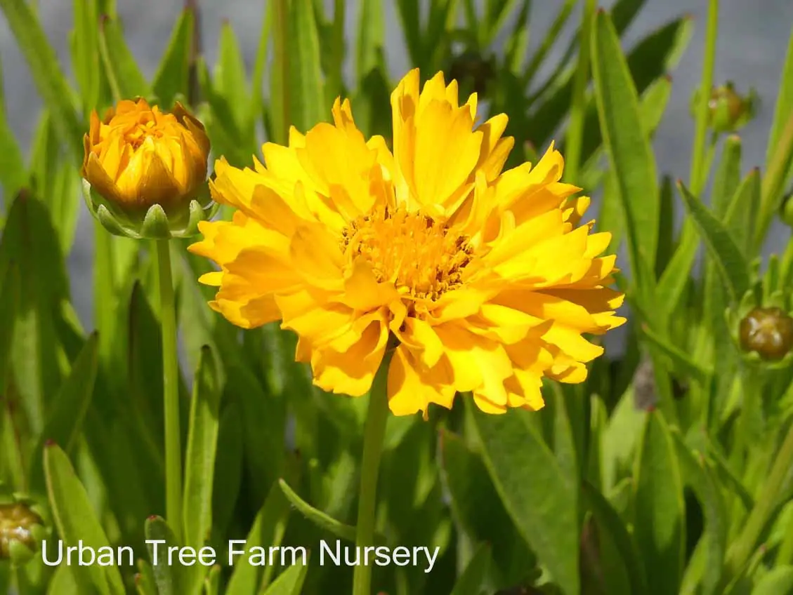 Coreopsis grandiflora Early Sunrise b