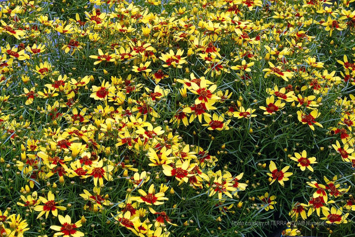 Coreopsis verticillata Firefly