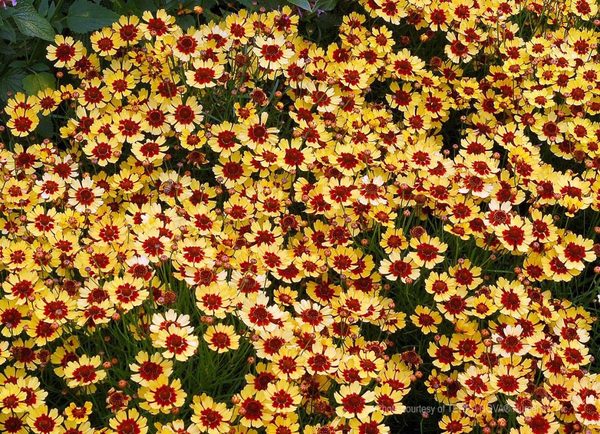 Coreopsis verticillata Pumpkin Pie a