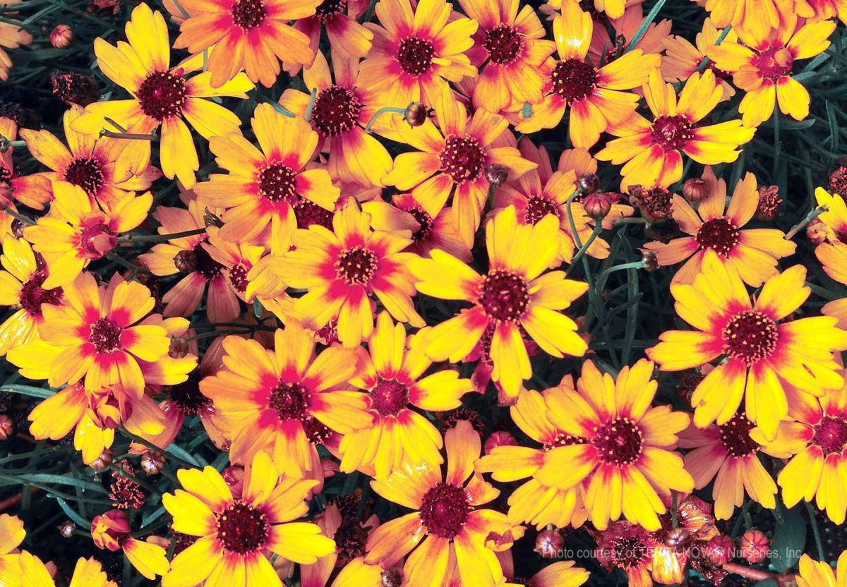 Coreopsis verticillata Pumpkin Pie b