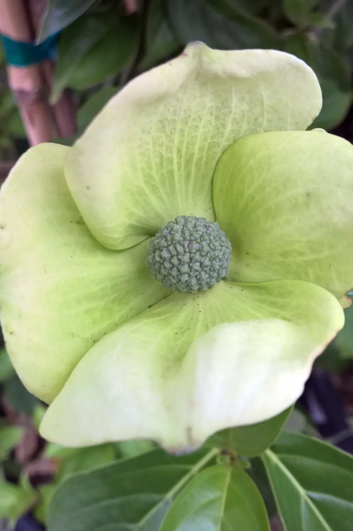Cornus capitata Mountain Moon c