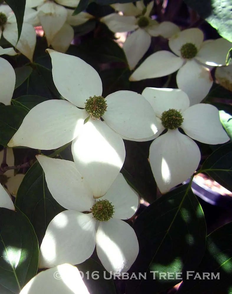 Cornus kousa Milky Way b