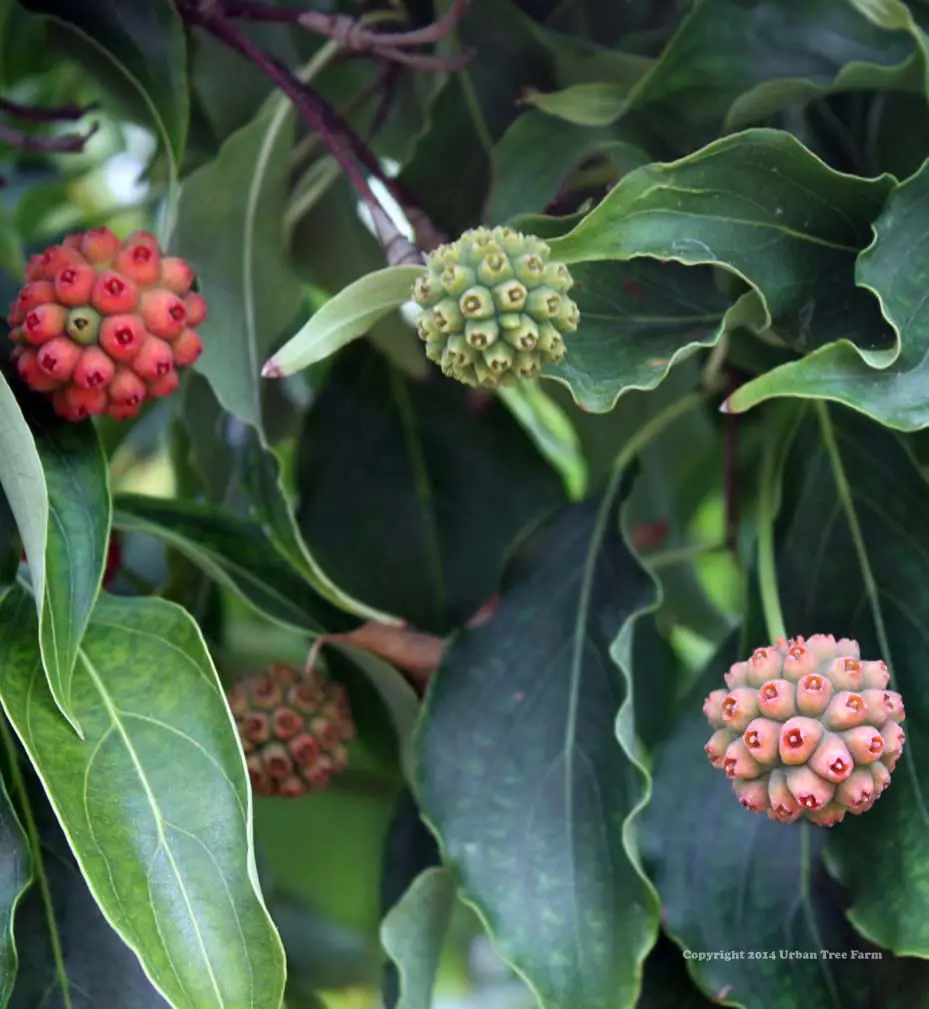 Cornus kousa STD