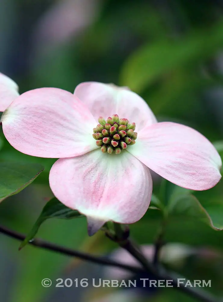 Cornus rutgersensis Stellar Pink c