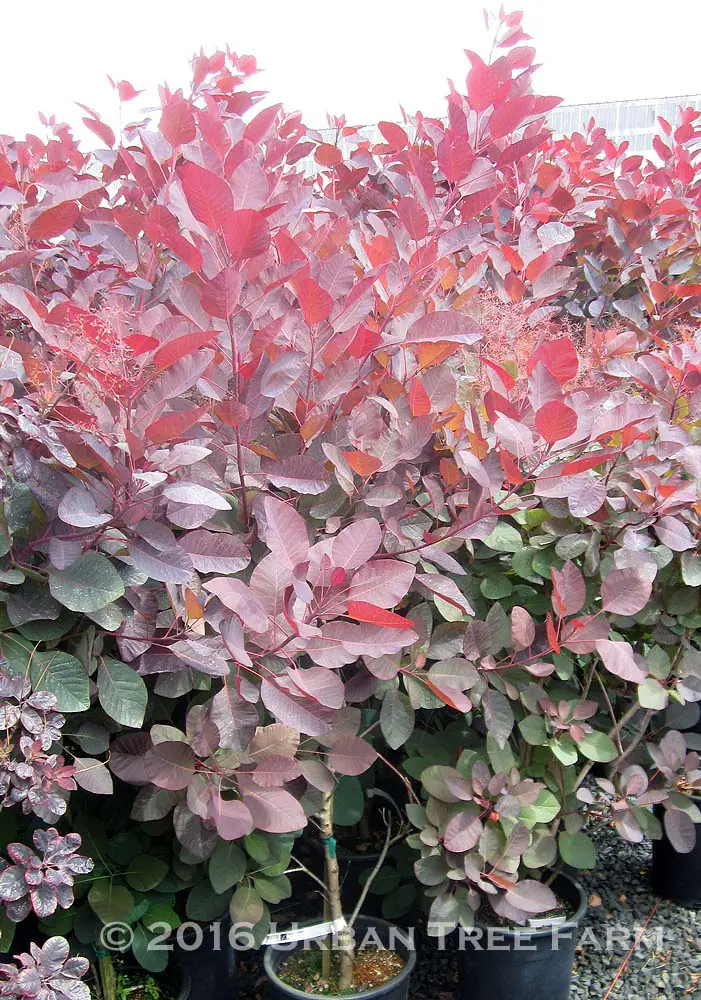 Cotinus coggygria Grace a
