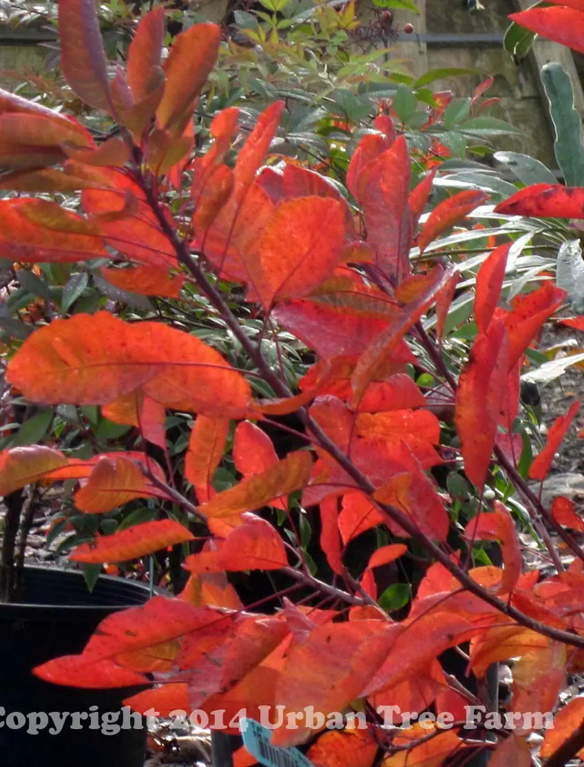 Cotinus coggygria Grace b