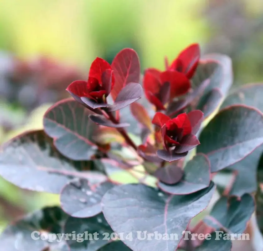 Cotinus coggygria Royal Purple STD b