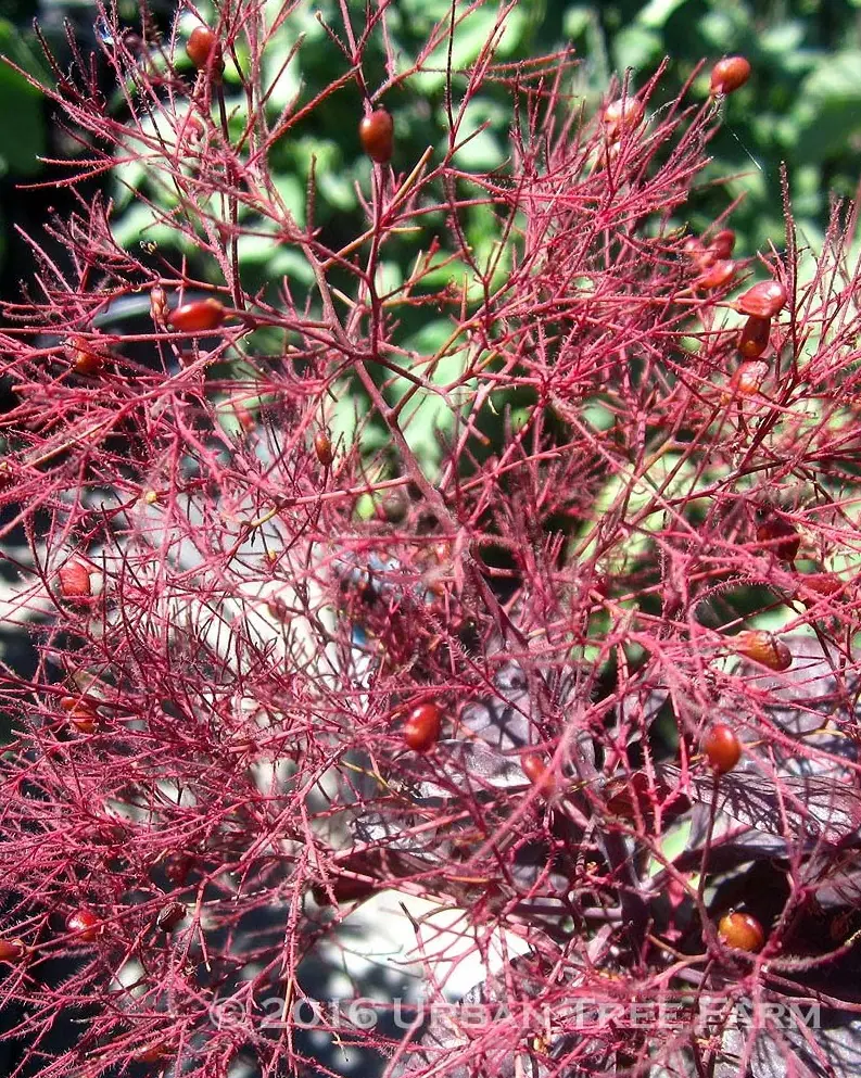 Cotinus coggygria Royal Purple STD c