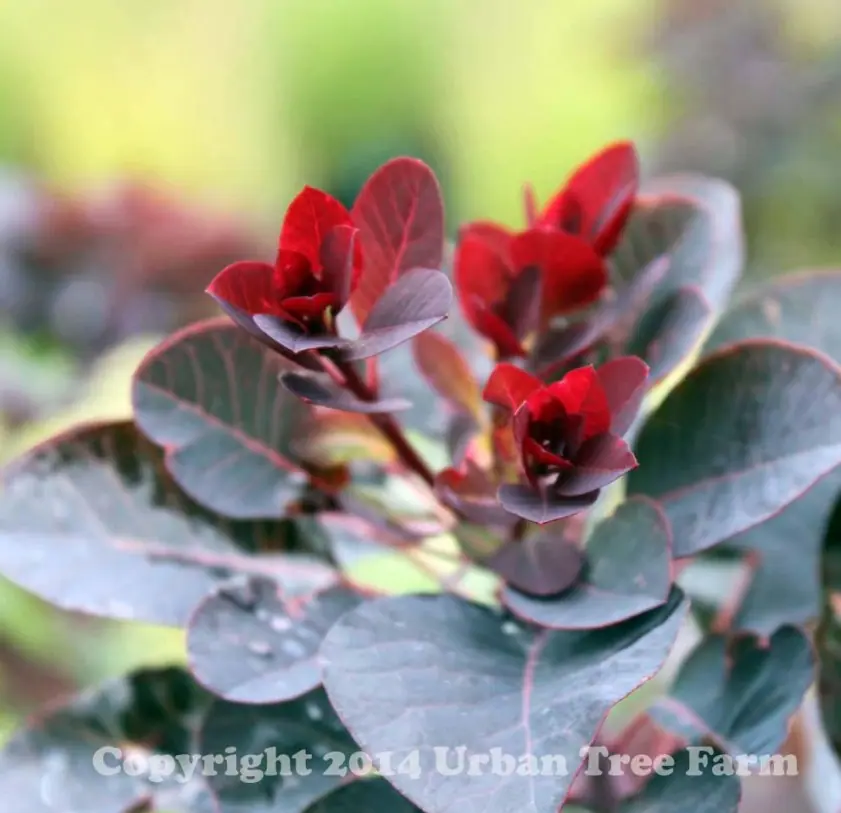Cotinus coggygria Royal Purple STD d